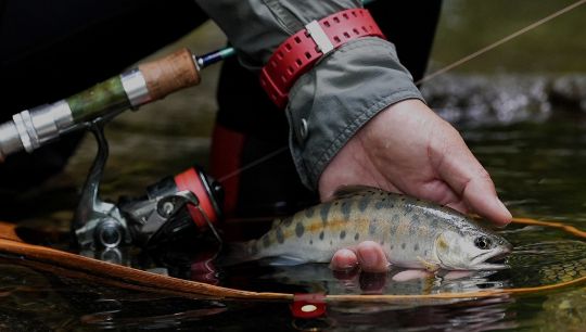 ネイティブトラウト