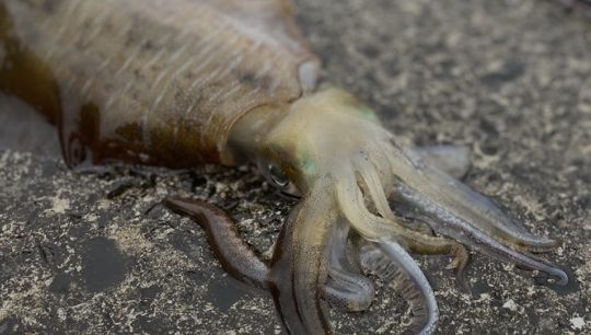 エギング・イカメタル