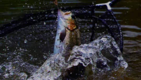 エリアトラウト