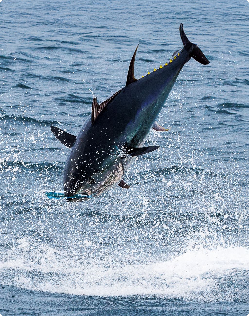 専門特化製品の開発