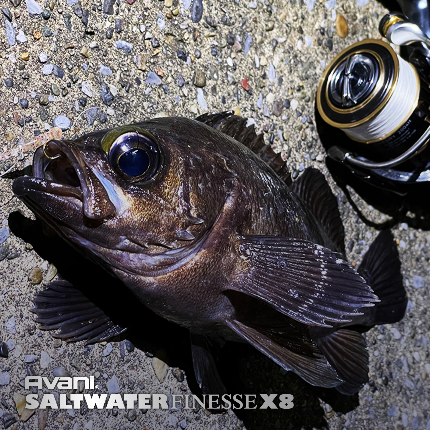 アバニ ソルトウォーターフィネスPE X8