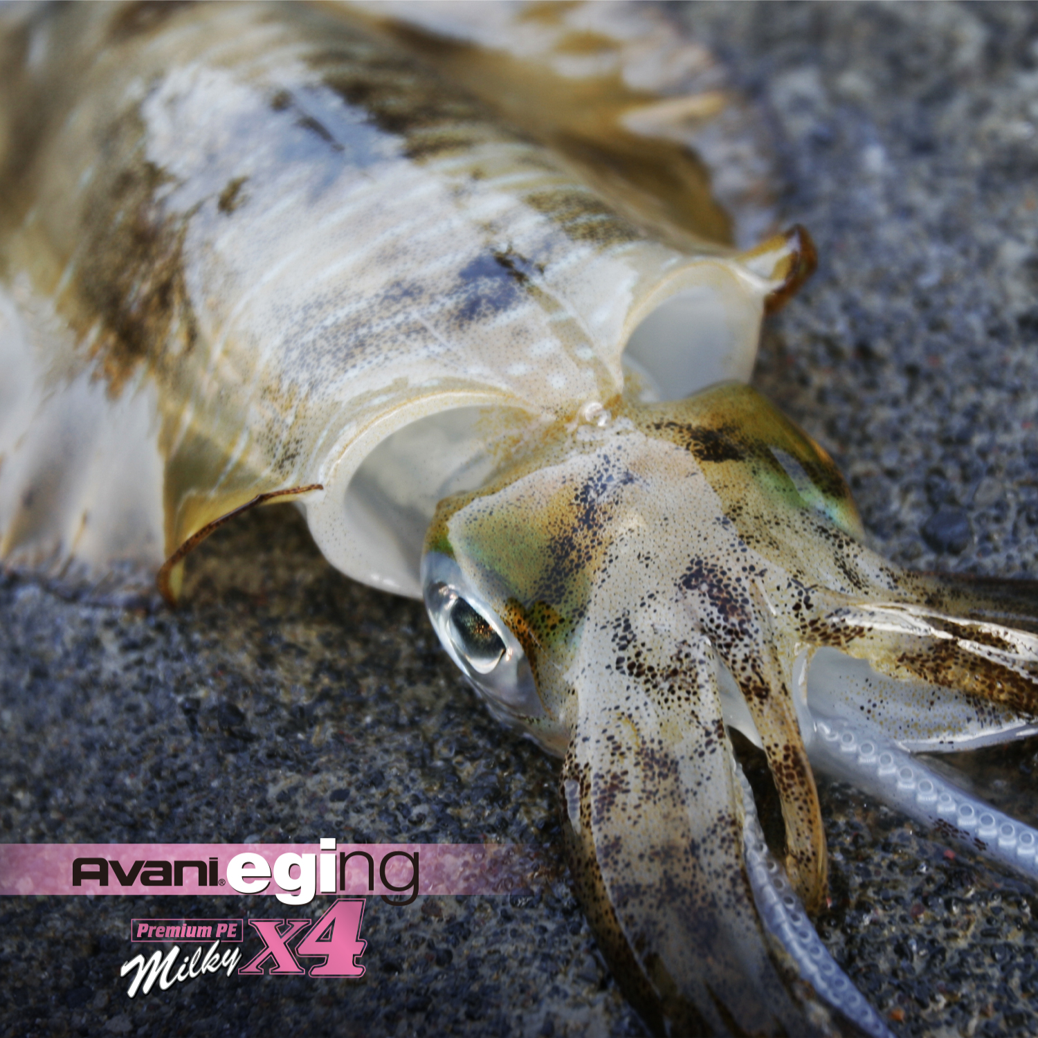 アバニ エギング プレミアムPE X4［ミルキー］