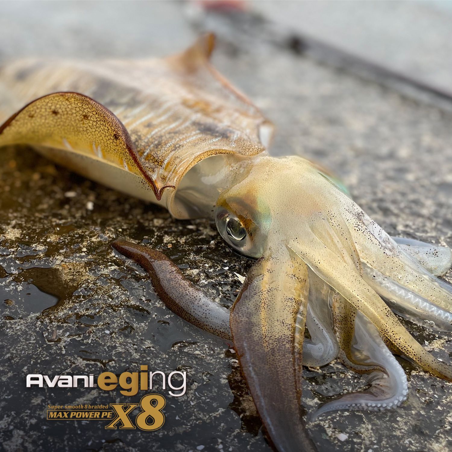 アバニ エギング マックスパワーPE X8