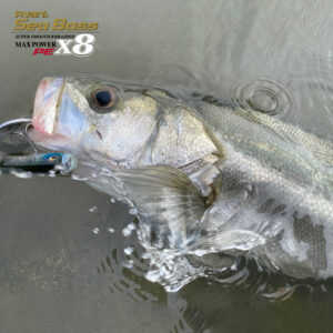 アバニ シーバスマックスパワーPE X8 ステータスゴールド