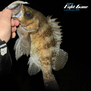 アバニ ライトゲームスーパープレミアムPE X4