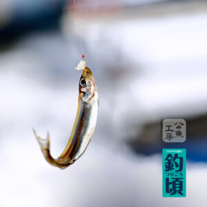 ワカサギ仕掛け 釣頃