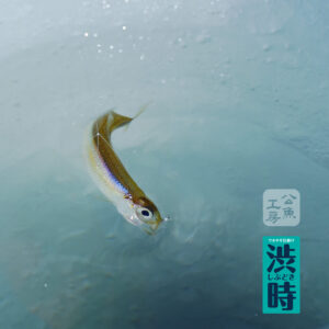 ワカサギ仕掛け 渋時