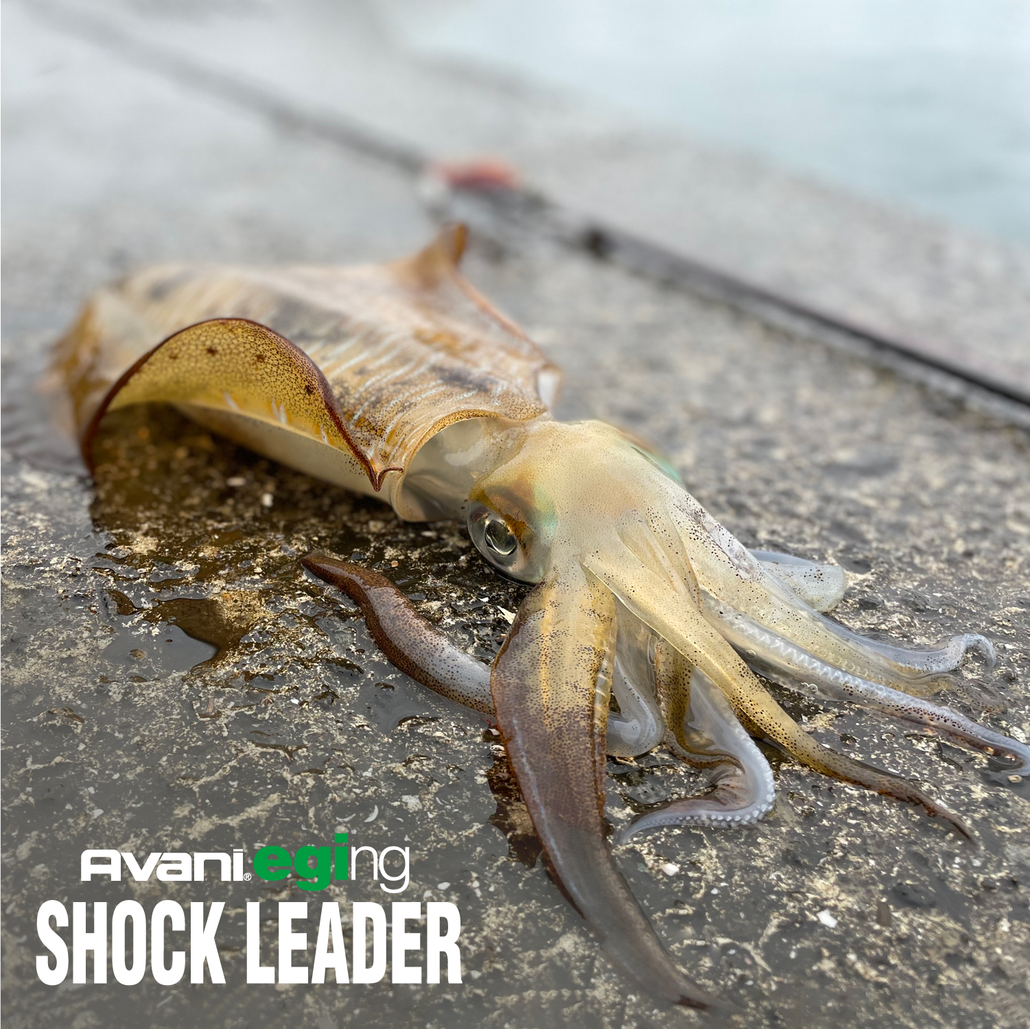 アバニ エギング ショックリーダー［フロロカーボン］