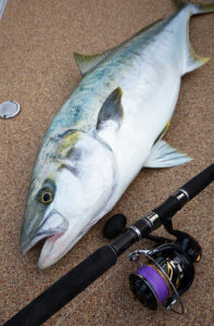 Casting PE SMP Hiramasa／Kingfish Tune x8