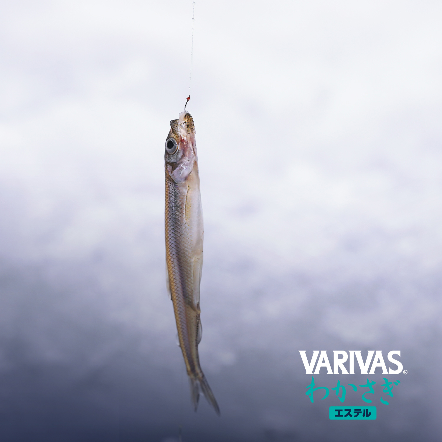 VARIVASわかさぎ［エステル］オレンジ