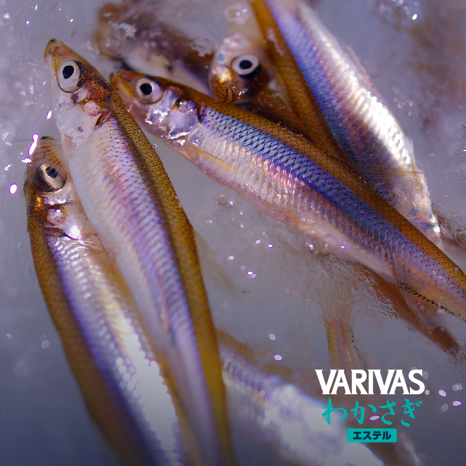 VARIVASわかさぎ［エステル］オレンジ