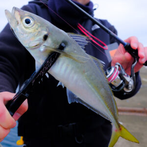 Pro4EXチューンドファインライン［TFLエステル］