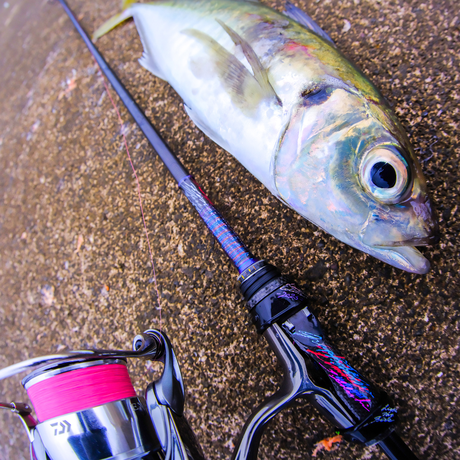 Pro4EXチューンドファインライン［TFLエステル］