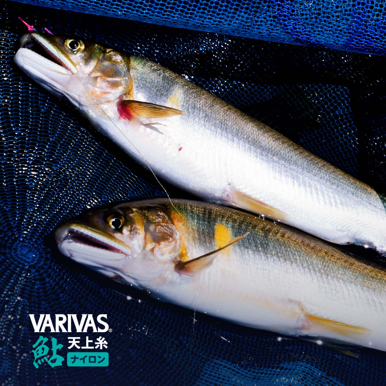VARIVAS鮎 天上糸［ナイロン］