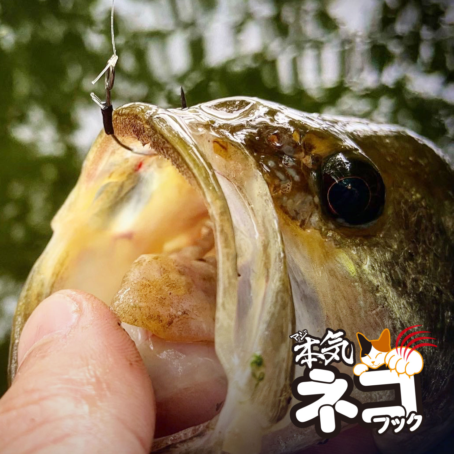 本気（マジ）ネコフック