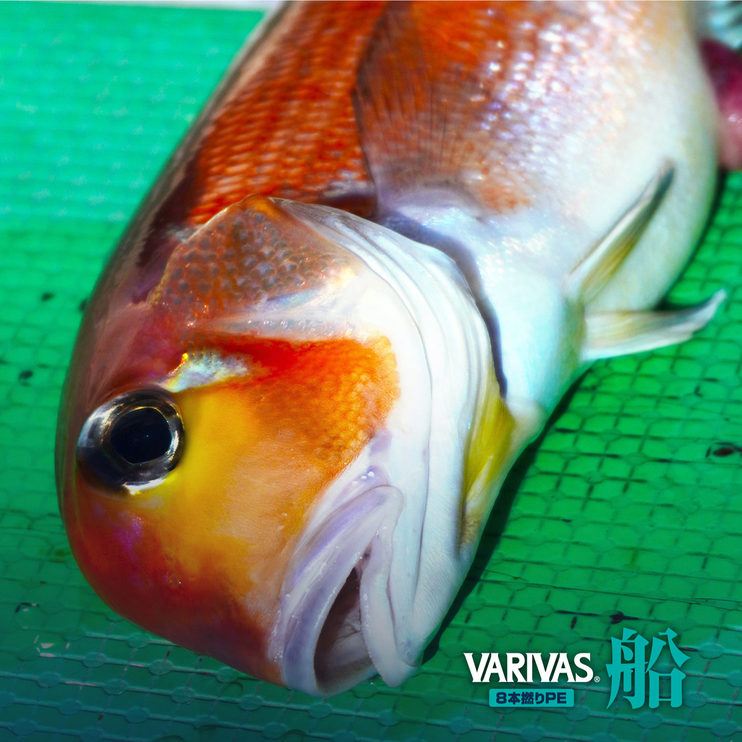 VARIVAS船 PE8