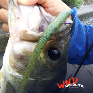 ワイルドモスキート