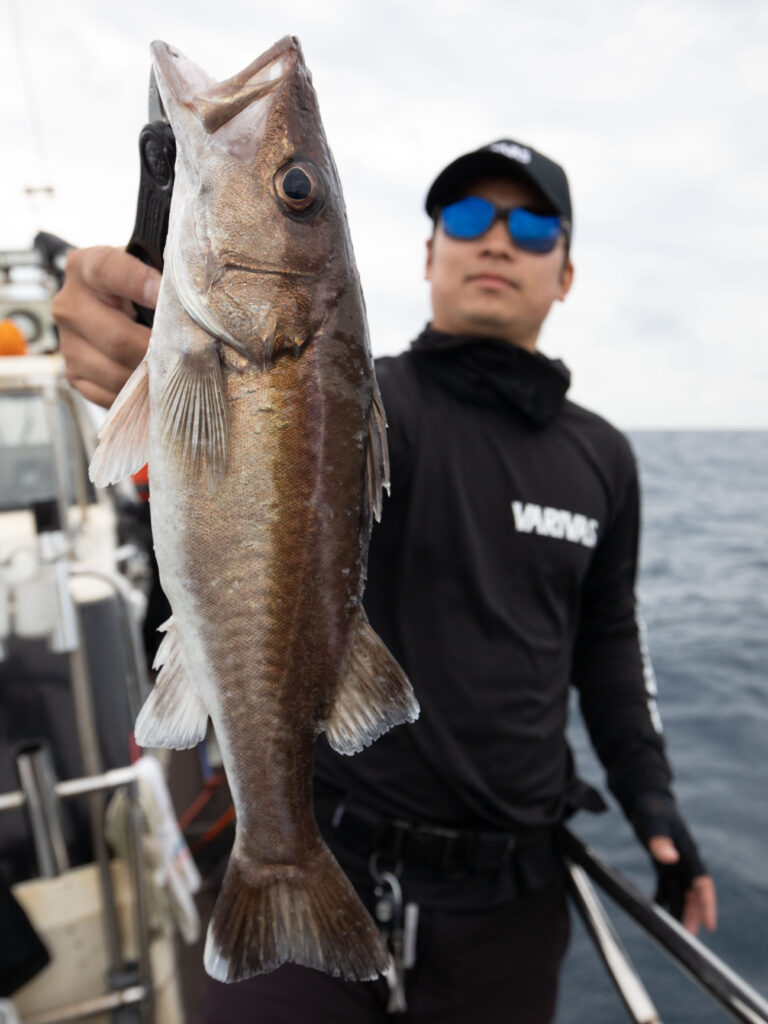新潟村上 粟島エリアの中深海スロージギングの楽しみ方とタックルセッティング