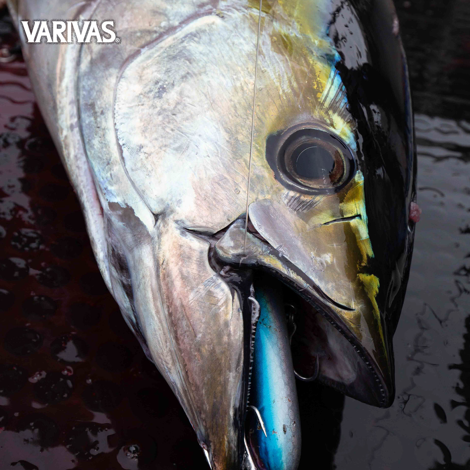 【Export-Only Product】Avani CASTING PE SMP X8 Purple